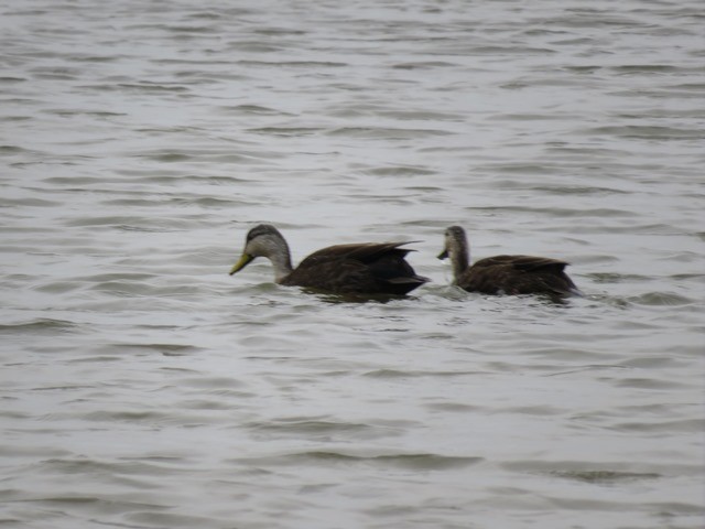 American Black Duck - ML635724511