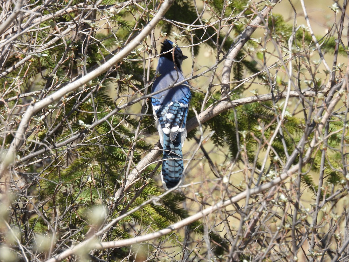 Blue Jay - ML635724521