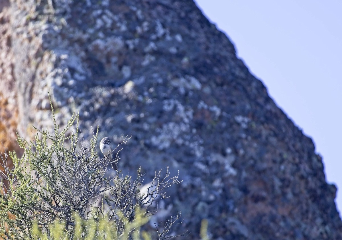 Bell's Sparrow - ML635724646