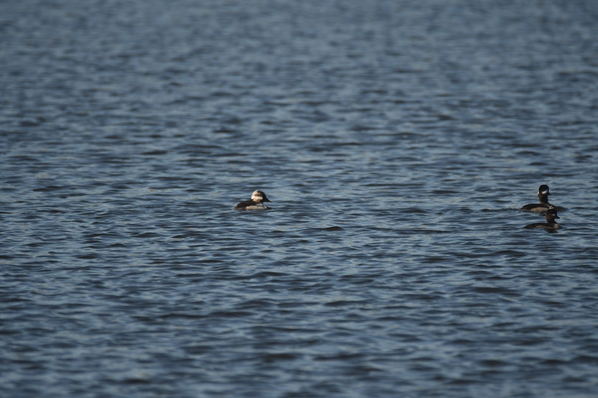Long-tailed Duck - ML635724649