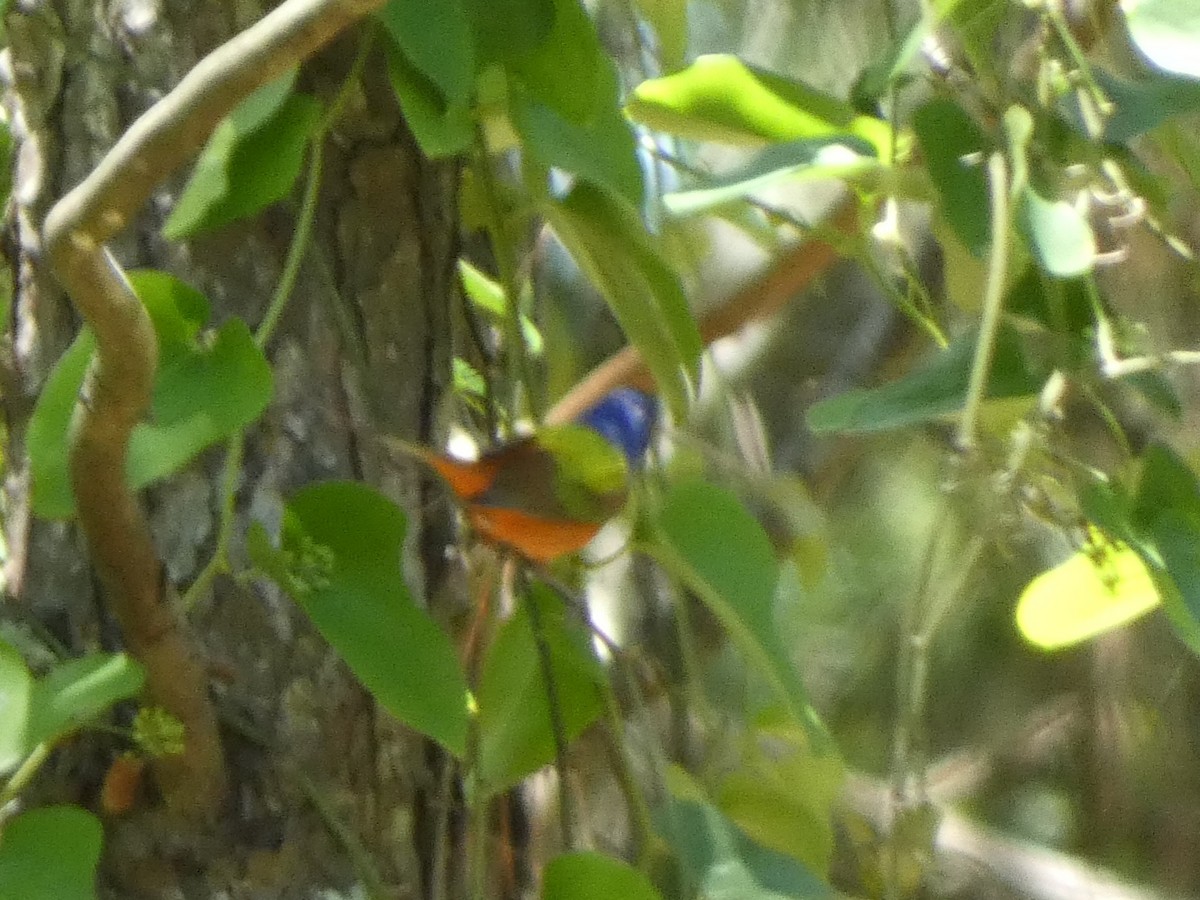 Painted Bunting - ML635724681
