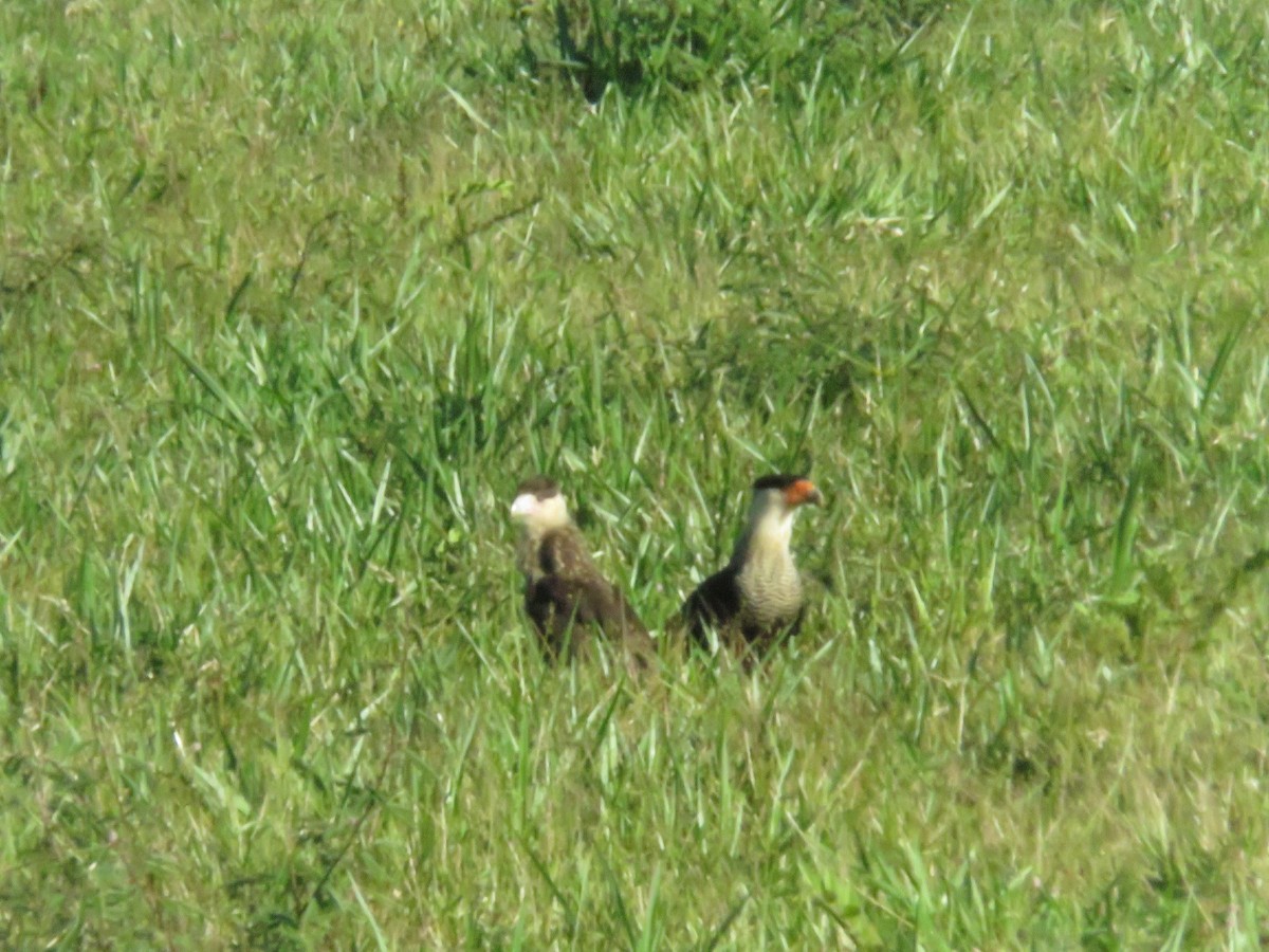 Crested Caracara (Northern) - ML635724703
