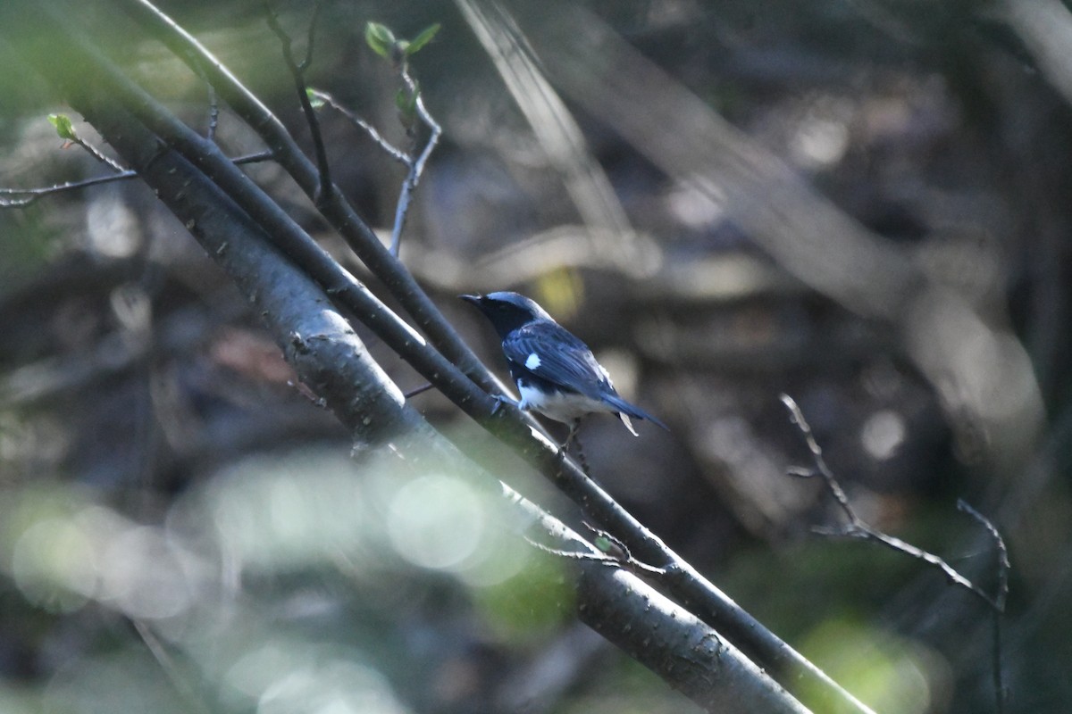 Black-throated Blue Warbler - ML635724727