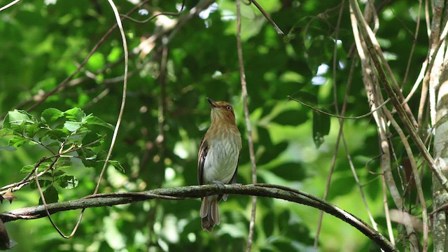 Bright-rumped Attila - ML635724759
