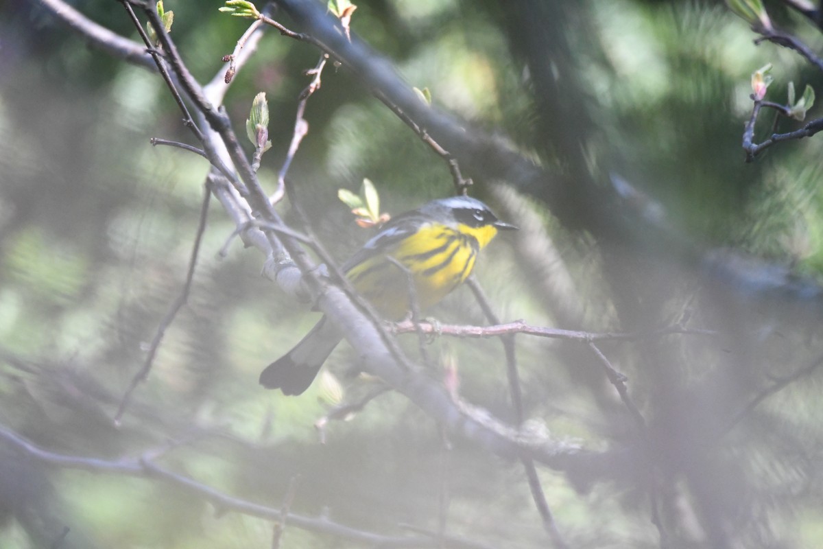 Magnolia Warbler - ML635724779
