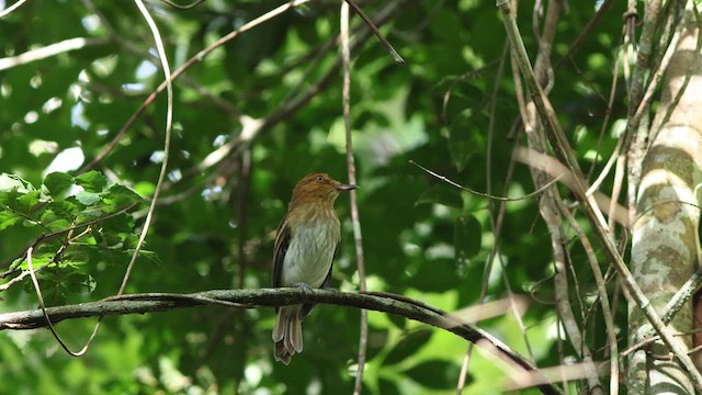 Bright-rumped Attila - ML635724784