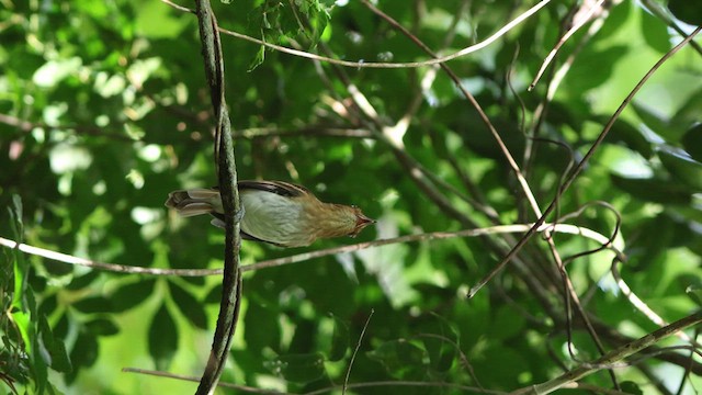 Bright-rumped Attila - ML635724793