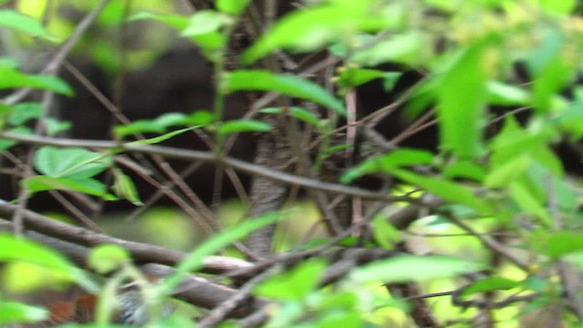 Banded Wren - ML635724876