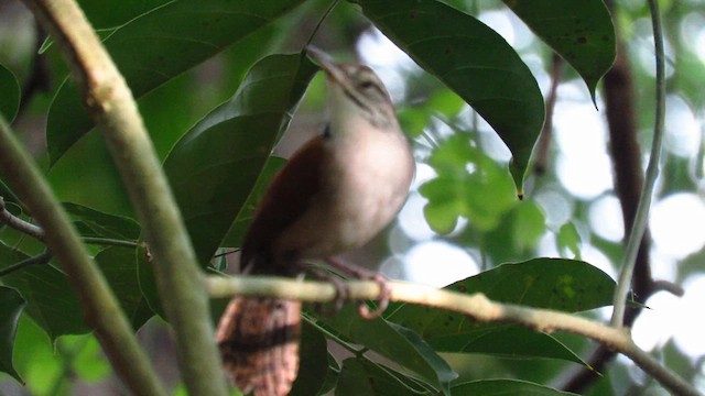 Rufous-and-white Wren - ML635724899