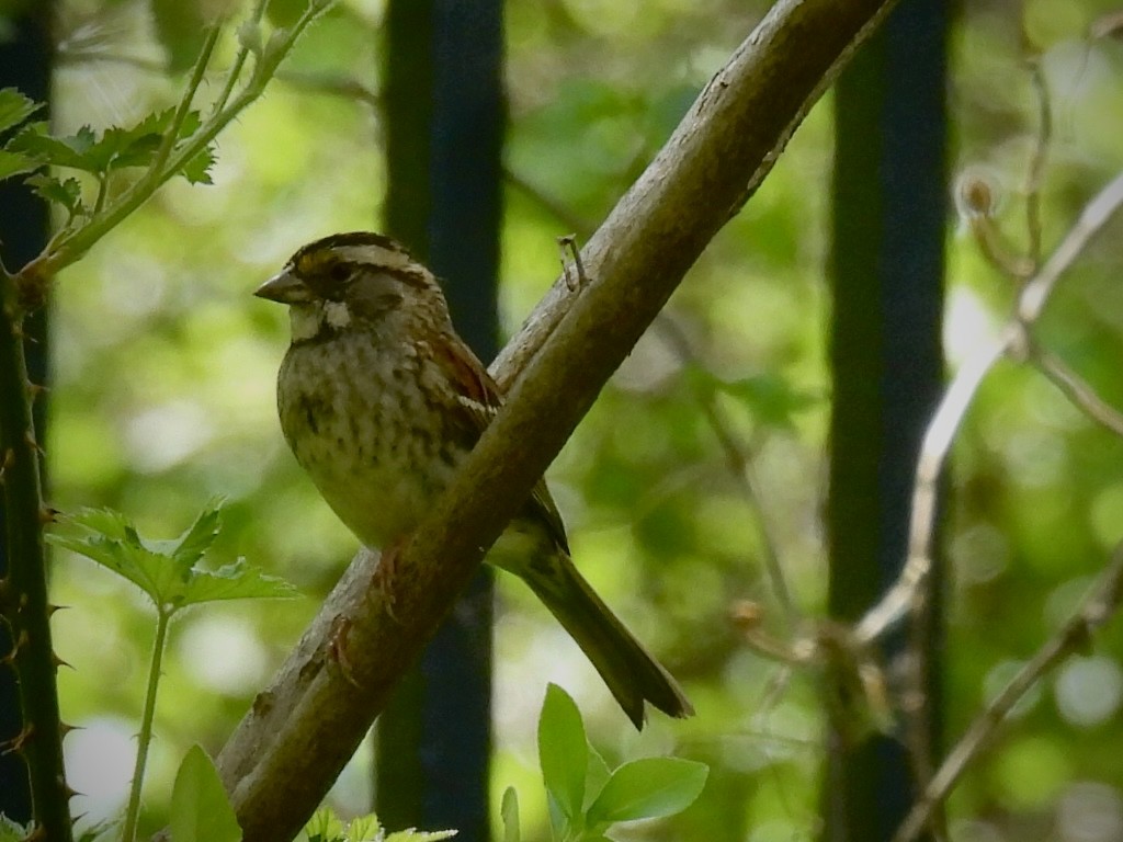 White-throated Sparrow - ML635724925