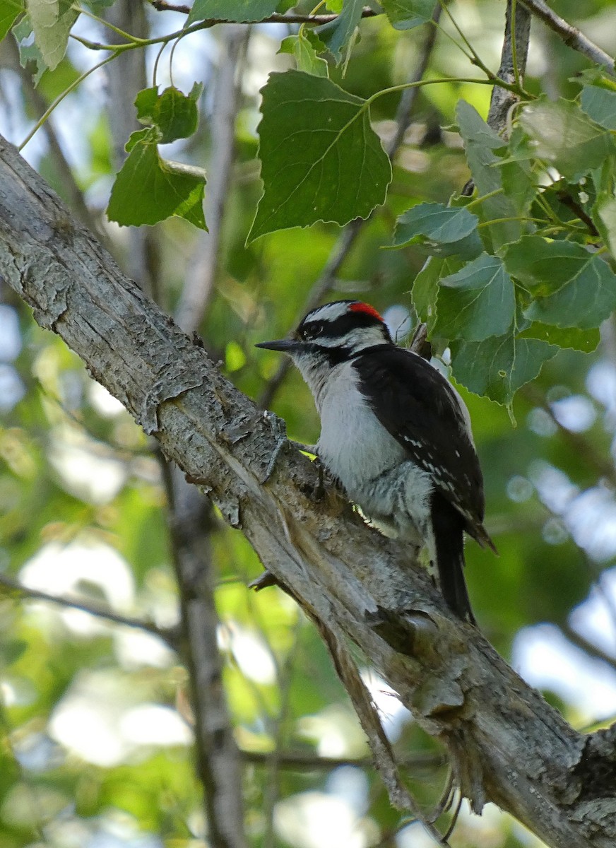 Downy Woodpecker - ML635724946