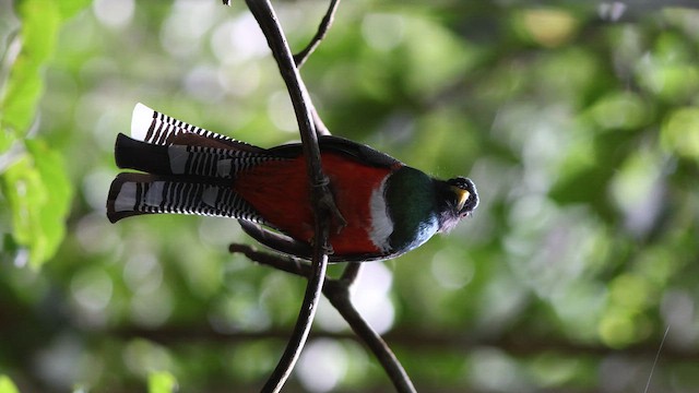 Collared Trogon - ML635724960