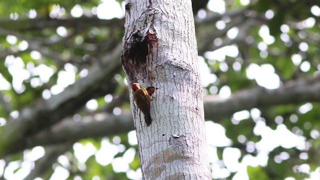 Red-stained Woodpecker - ML635724970