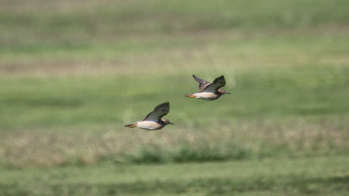 Buff-breasted Sandpiper - ML635725016