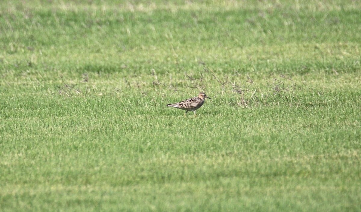 Buff-breasted Sandpiper - ML635725017