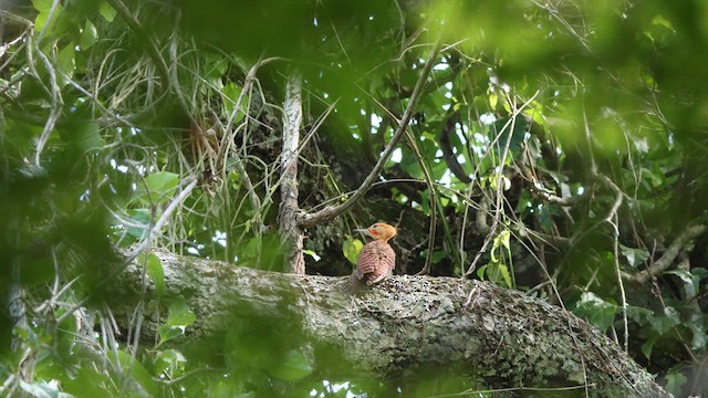 Ringed Woodpecker - ML635725025