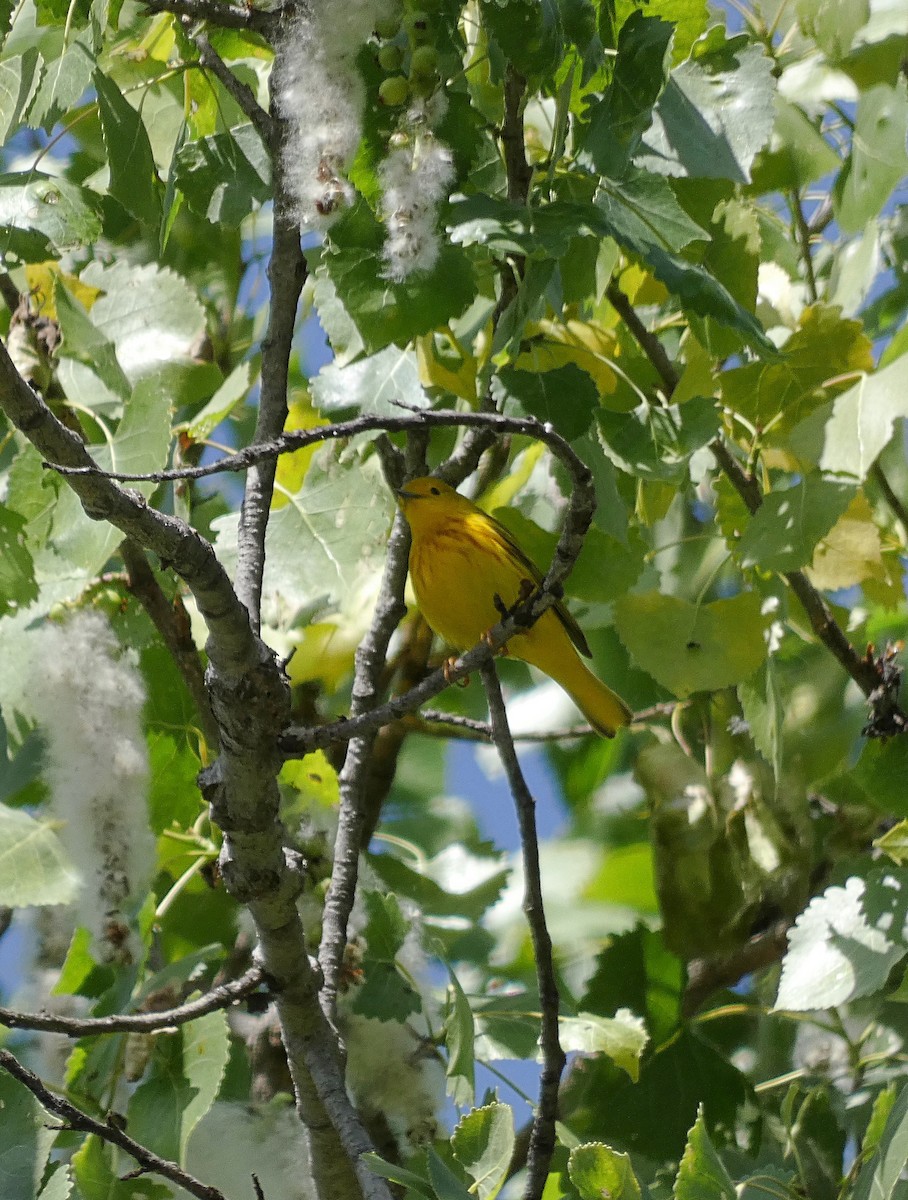 Yellow Warbler - ML635725036