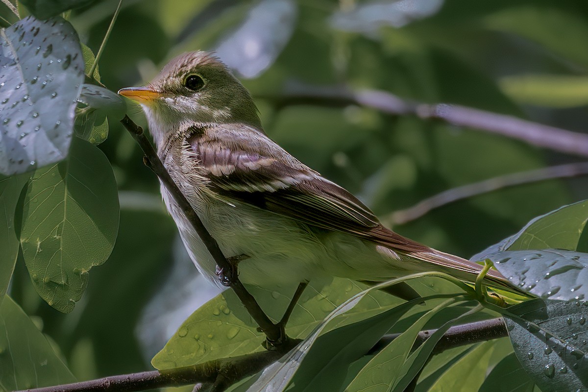 Acadian Flycatcher - ML635725050