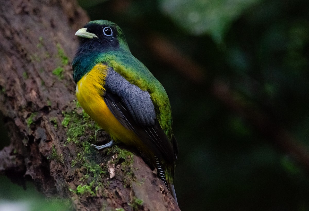 Atlantic Black-throated Trogon - ML635725059