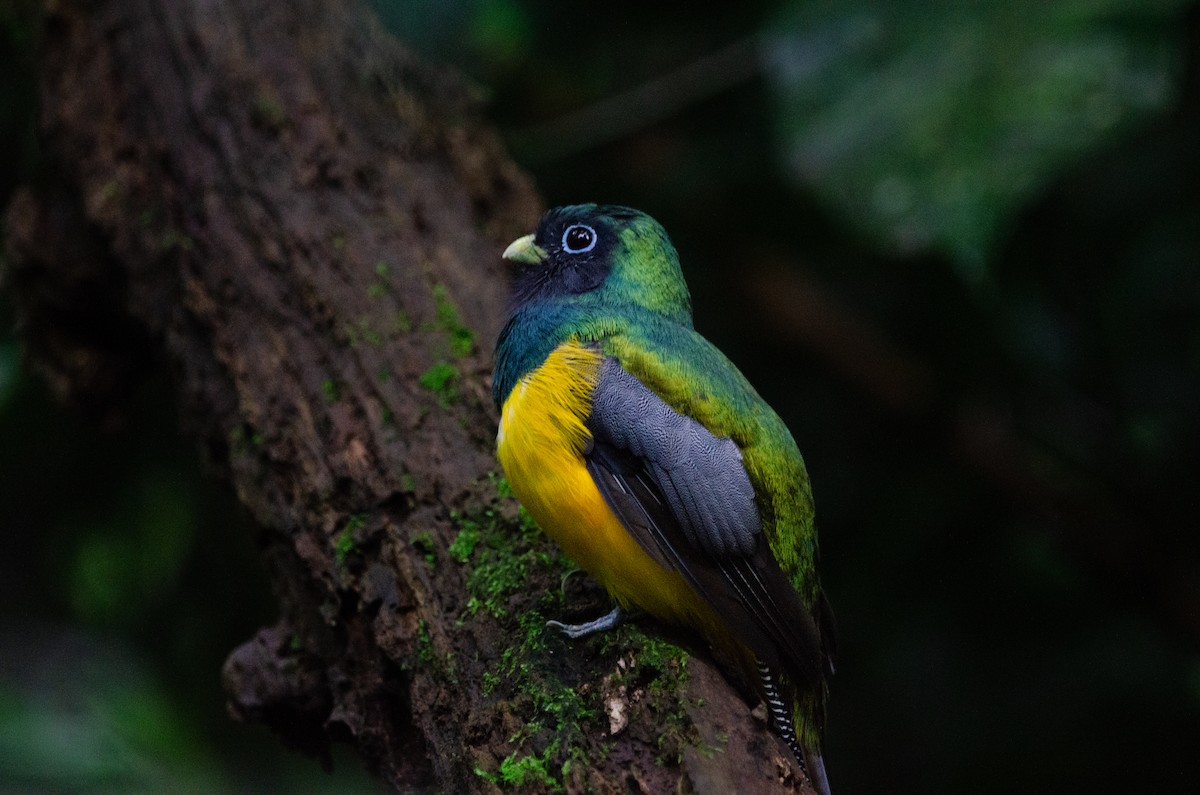 Atlantic Black-throated Trogon - ML635725060