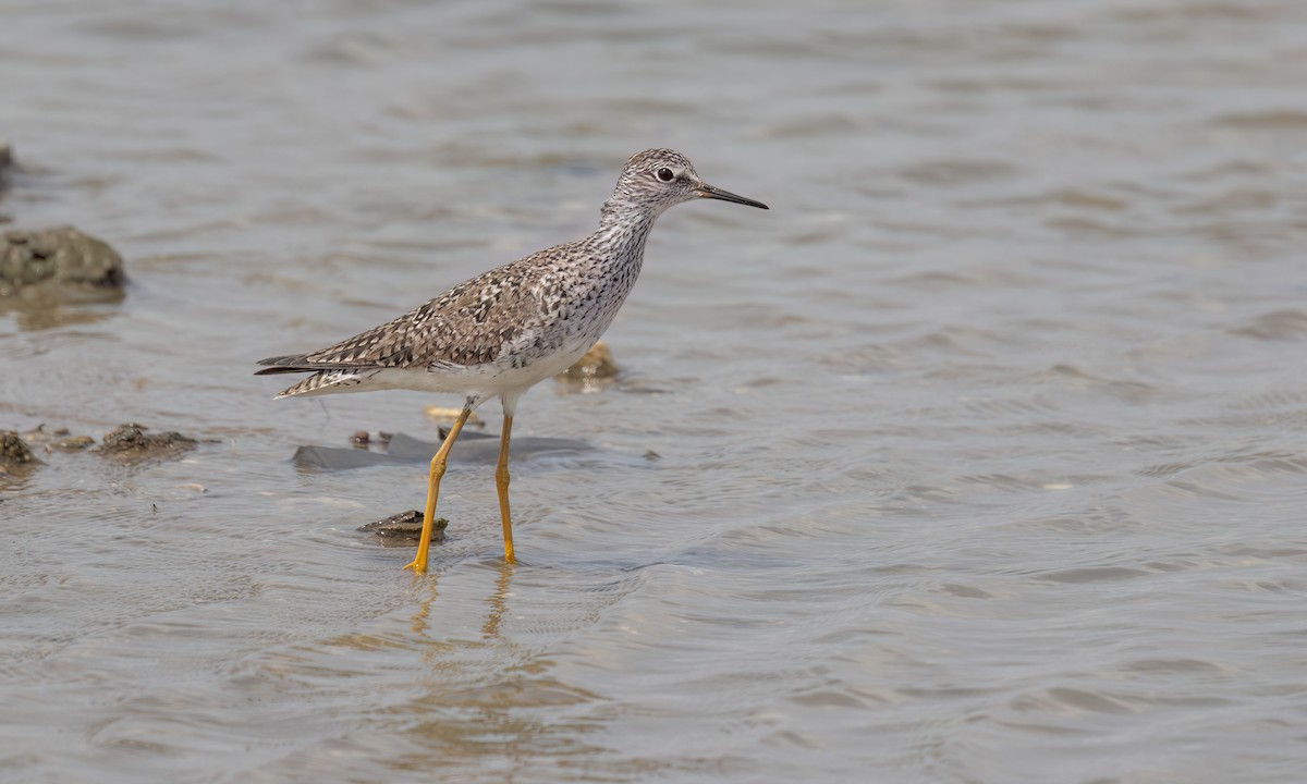 Lesser Yellowlegs - ML635725067