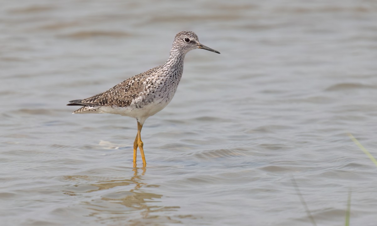 Lesser Yellowlegs - ML635725069