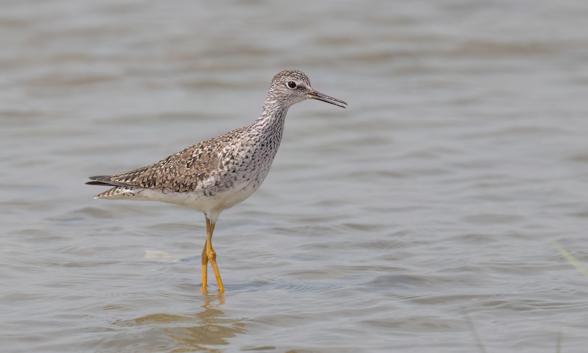 Lesser Yellowlegs - ML635725070