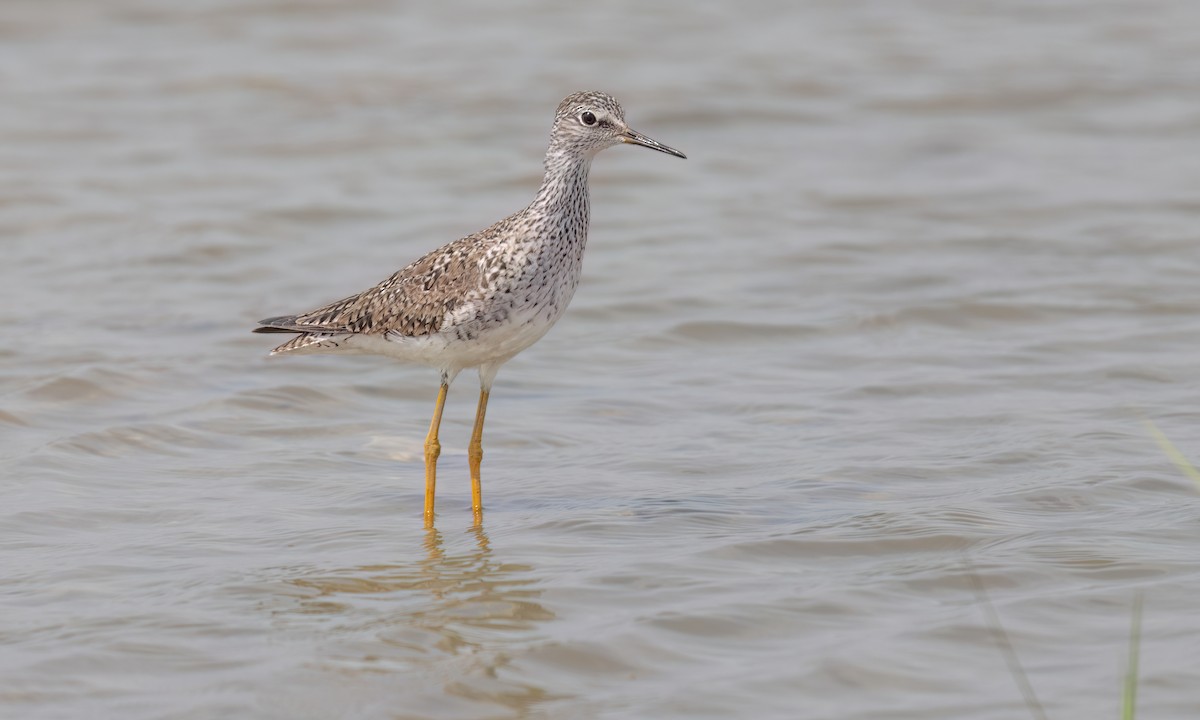 Lesser Yellowlegs - ML635725071