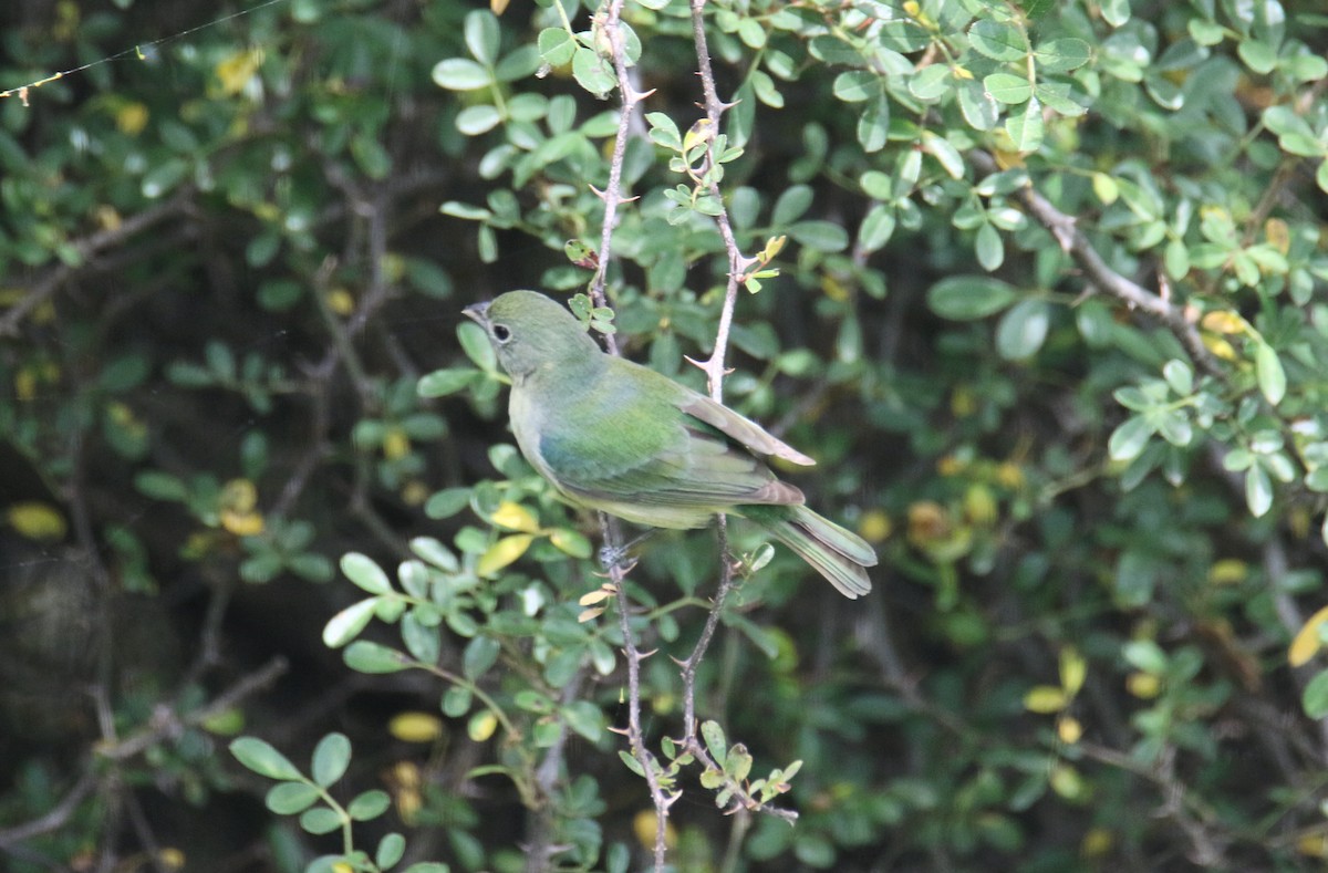 Painted Bunting - ML635725095