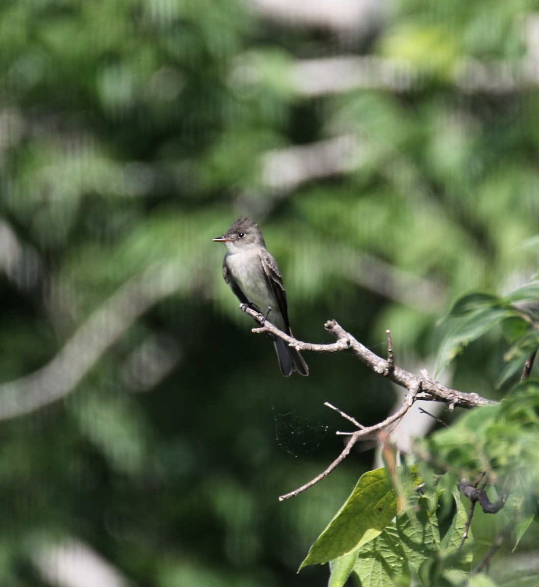 Eastern Wood-Pewee - ML635725122