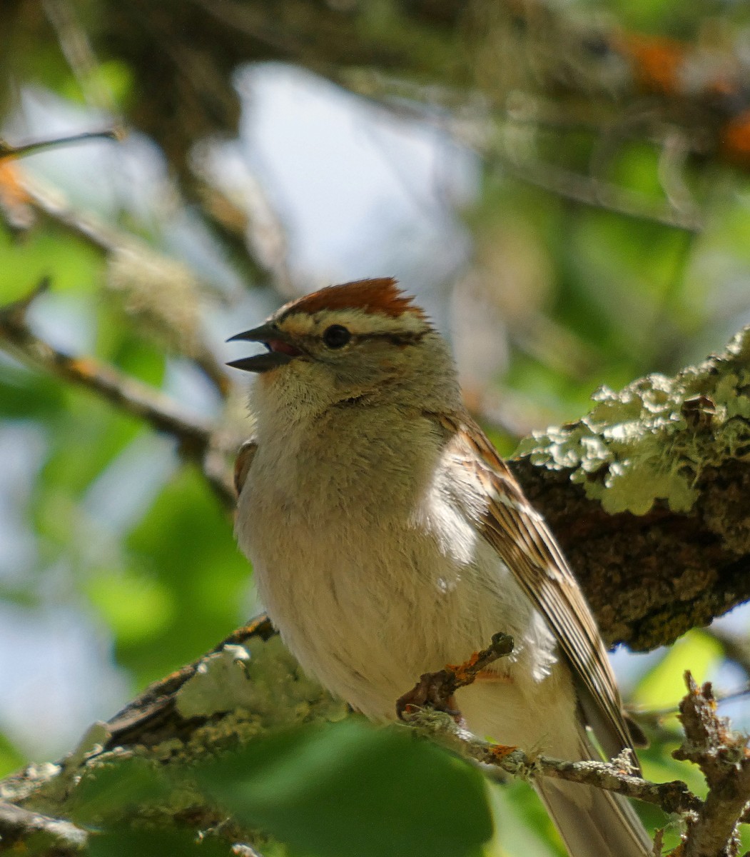 Chipping Sparrow - ML635725148