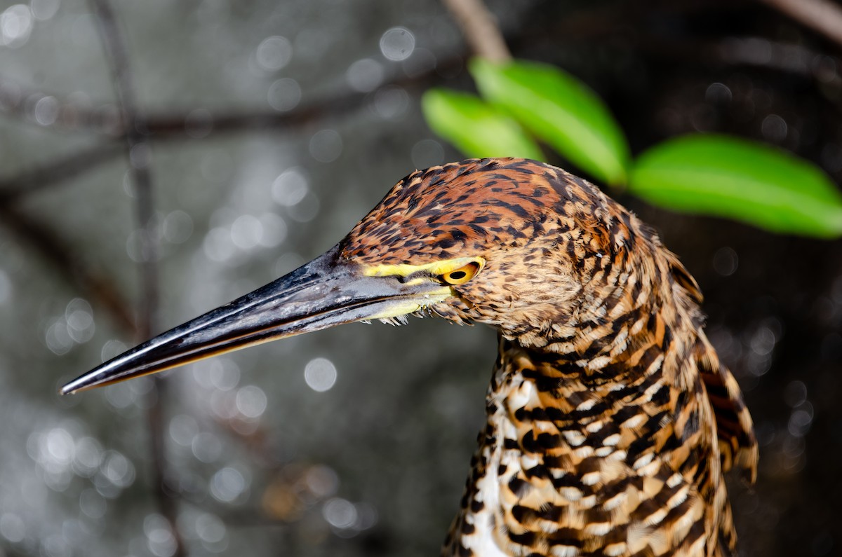 Rufescent Tiger-Heron - ML635725155