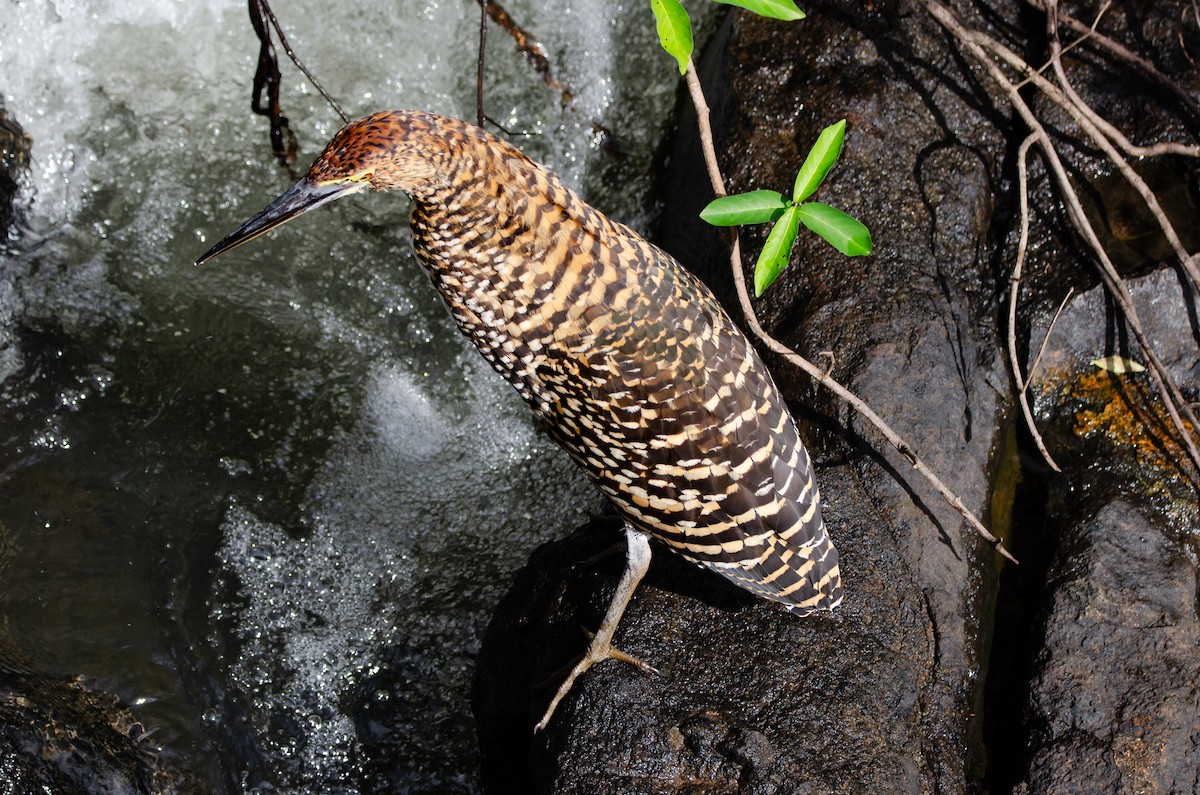Rufescent Tiger-Heron - ML635725156