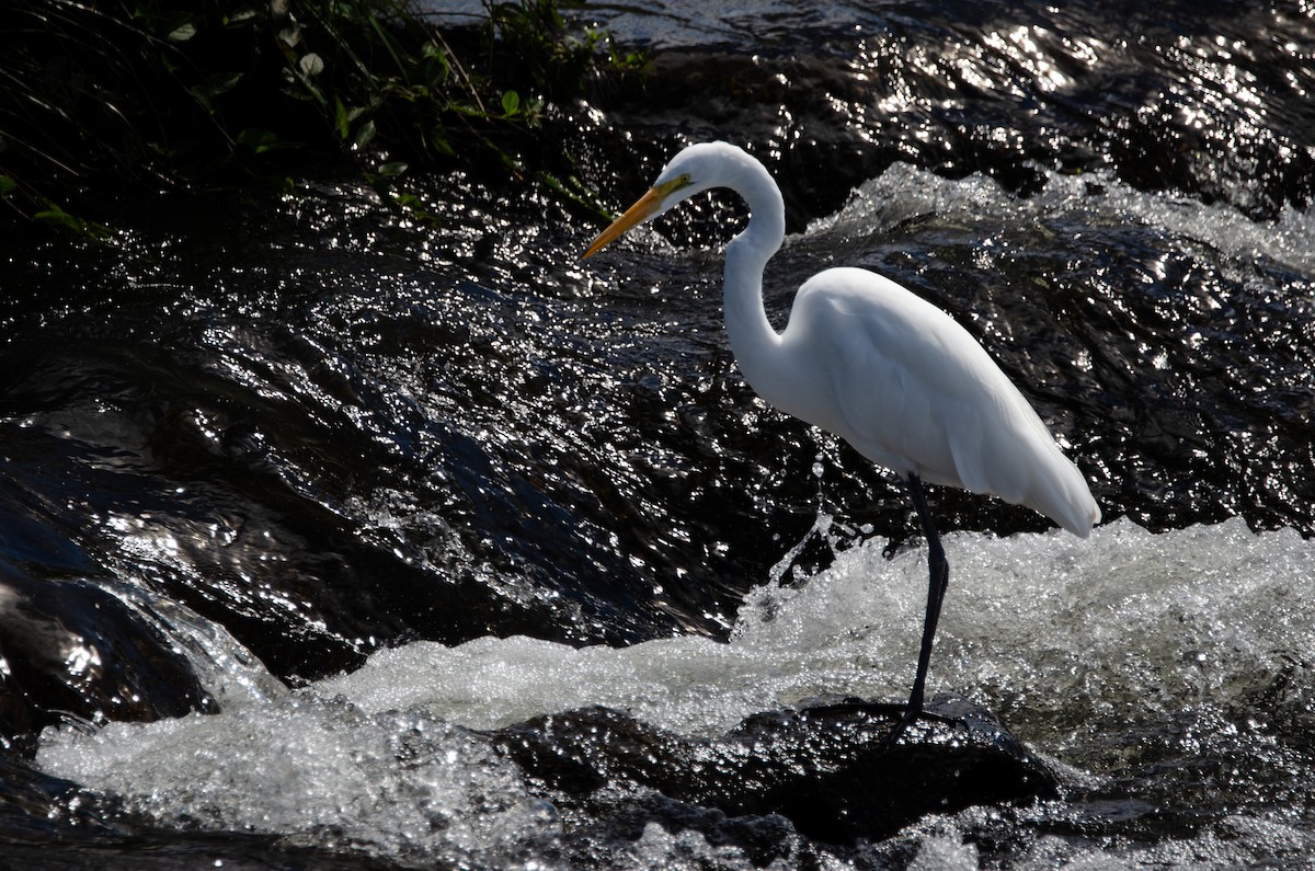 Great Egret - ML635725164