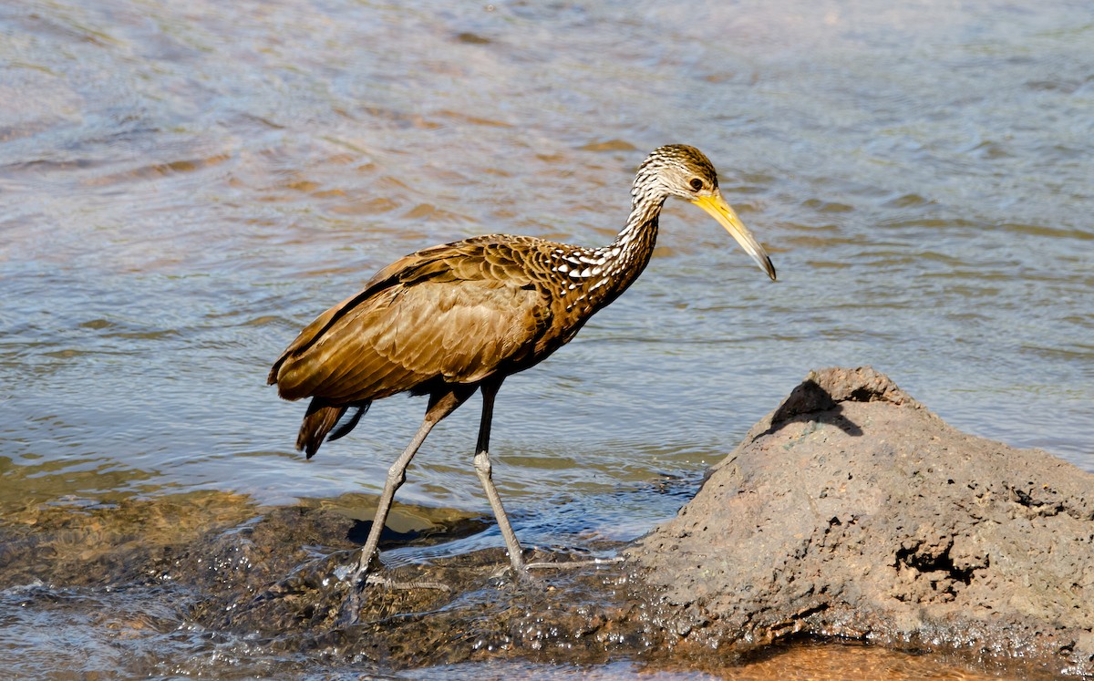 Limpkin - ML635725177