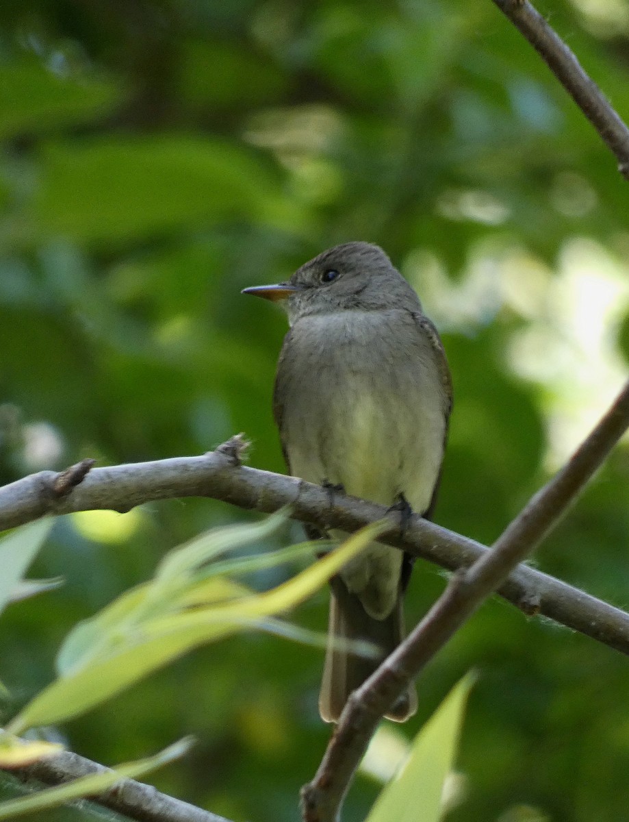 Western Wood-Pewee - ML635725187