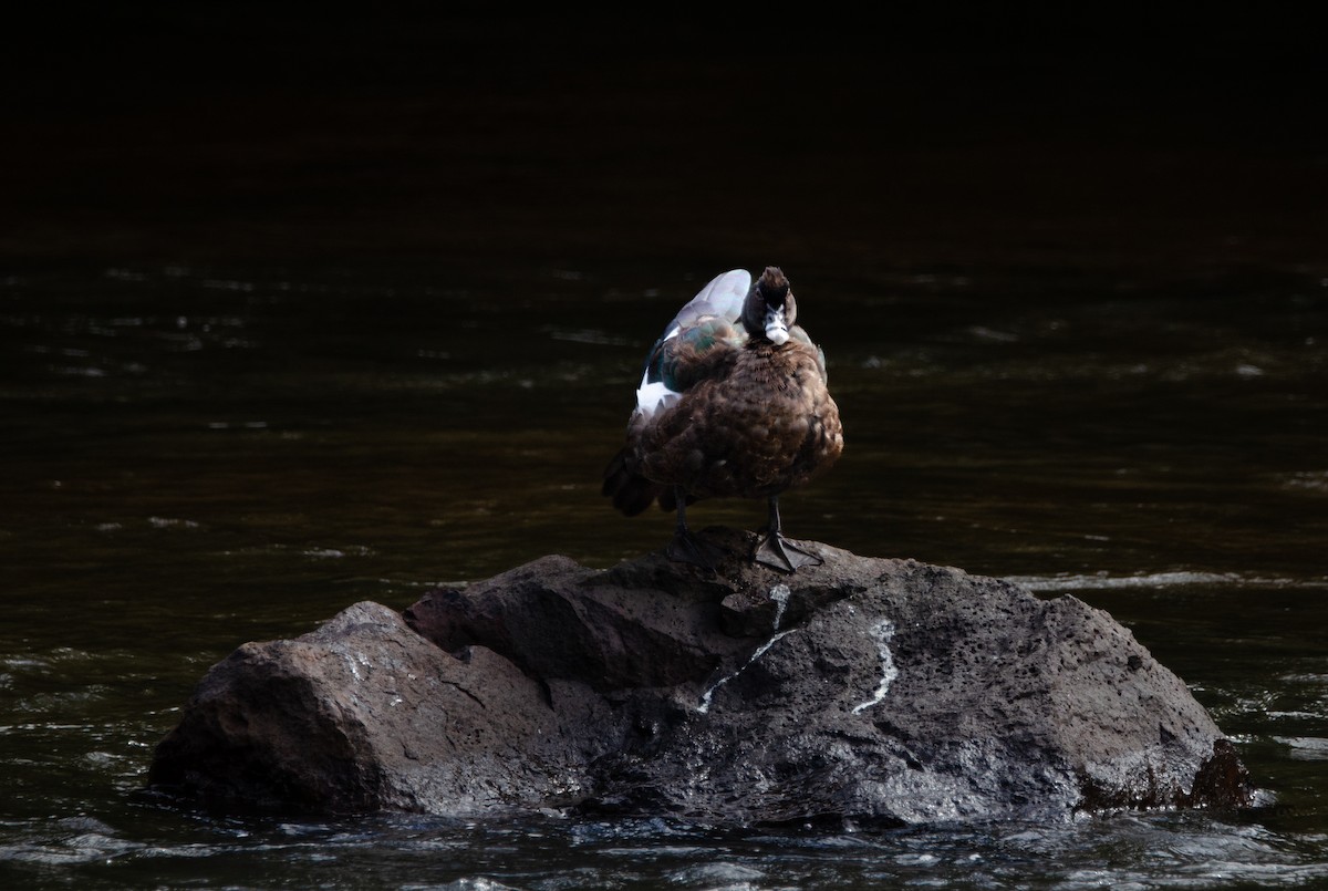 Muscovy Duck - ML635725194