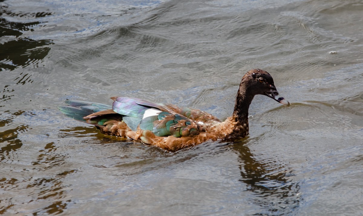 Muscovy Duck - ML635725195