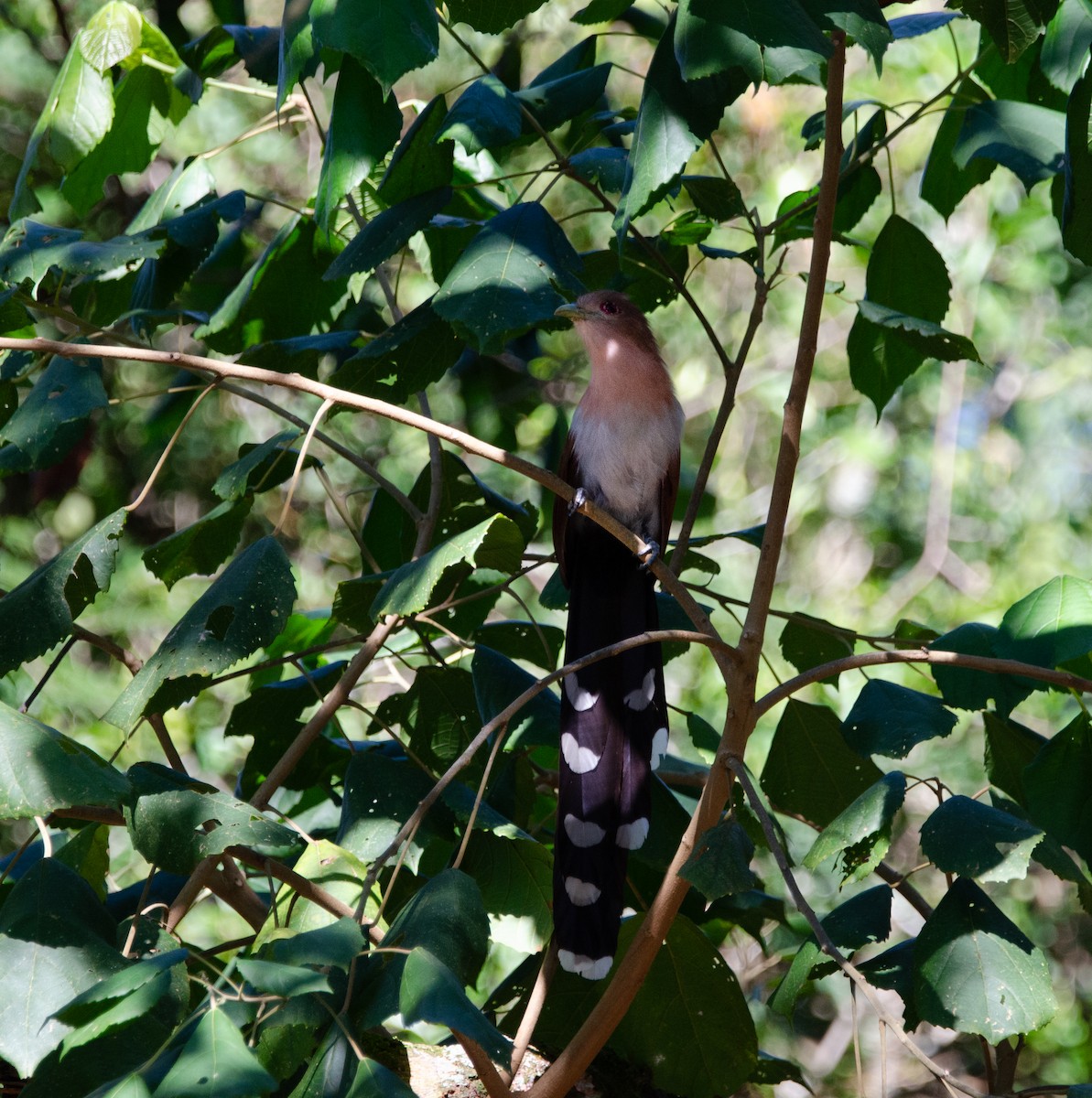 Common Squirrel-Cuckoo - ML635725245