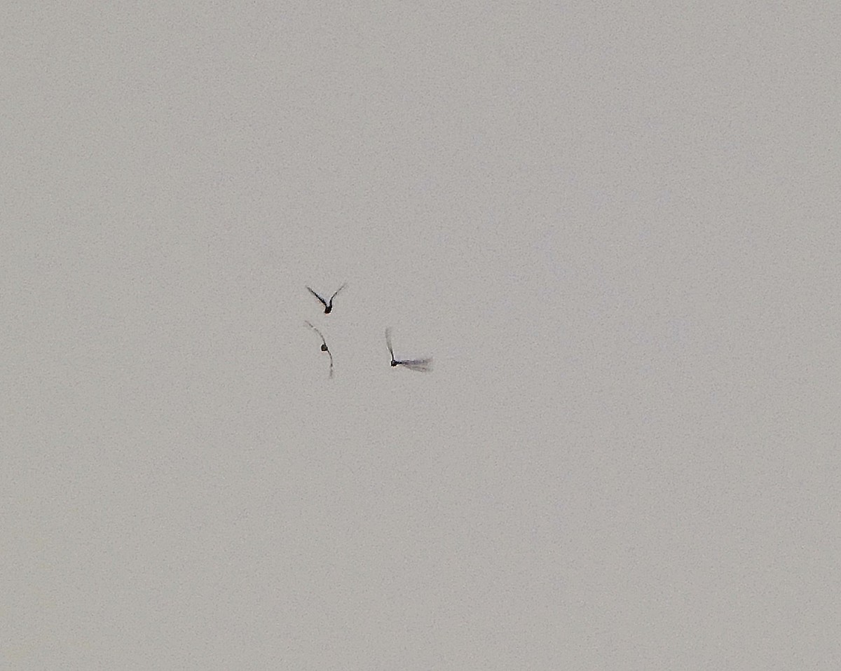 תחמס אמריקני - ML635725256