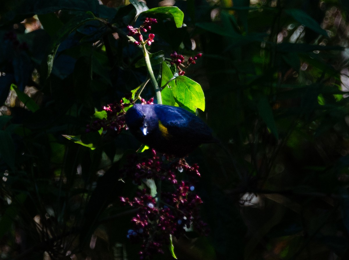 Chestnut-bellied Euphonia - ML635725268