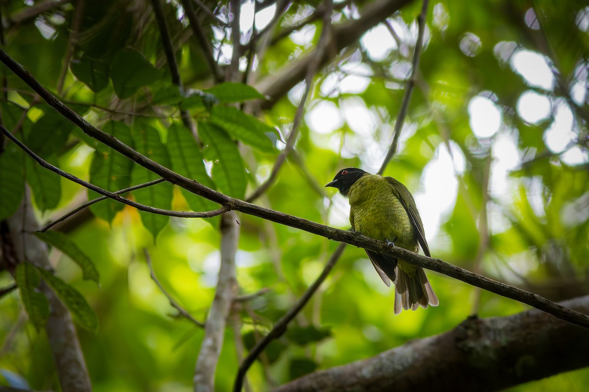 Black-headed Berryeater - ML635725287