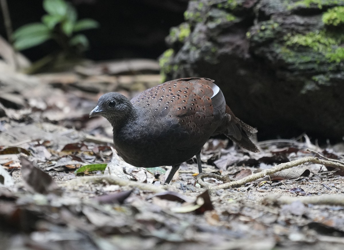 Mountain Peacock-Pheasant - ML635725296