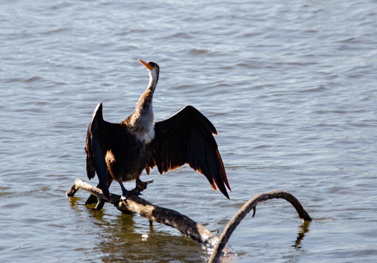 Anhinga - ML635725297