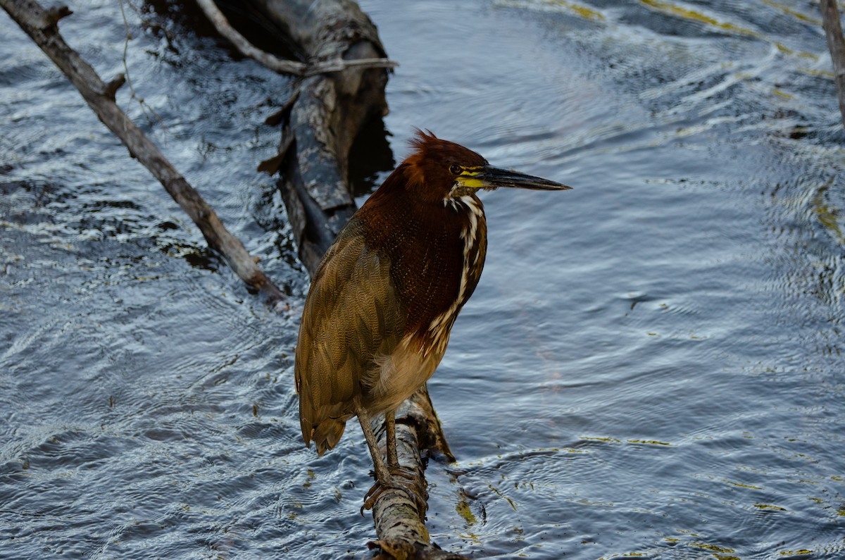 Rufescent Tiger-Heron - ML635725322