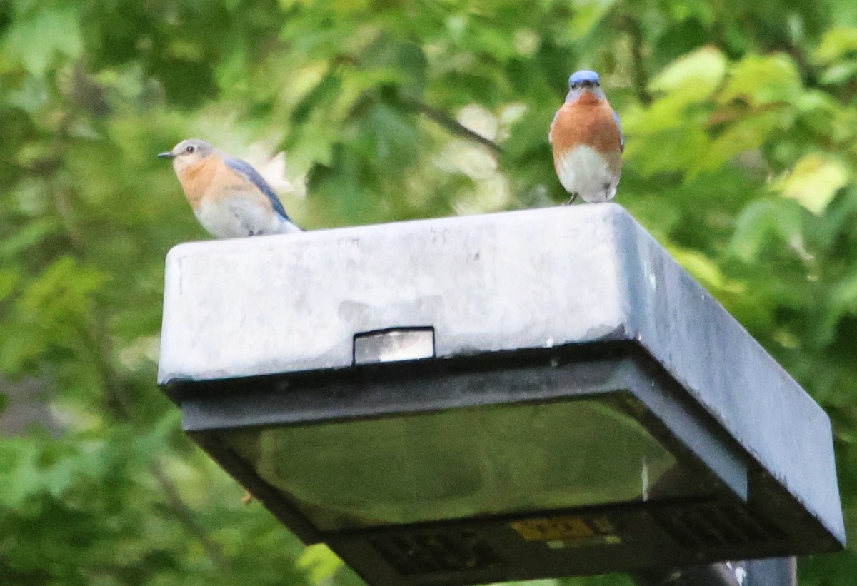Eastern Bluebird - ML635725324