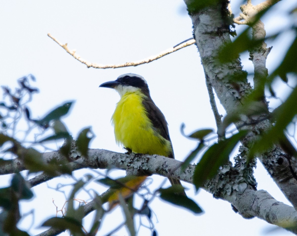 Boat-billed Flycatcher - ML635725333