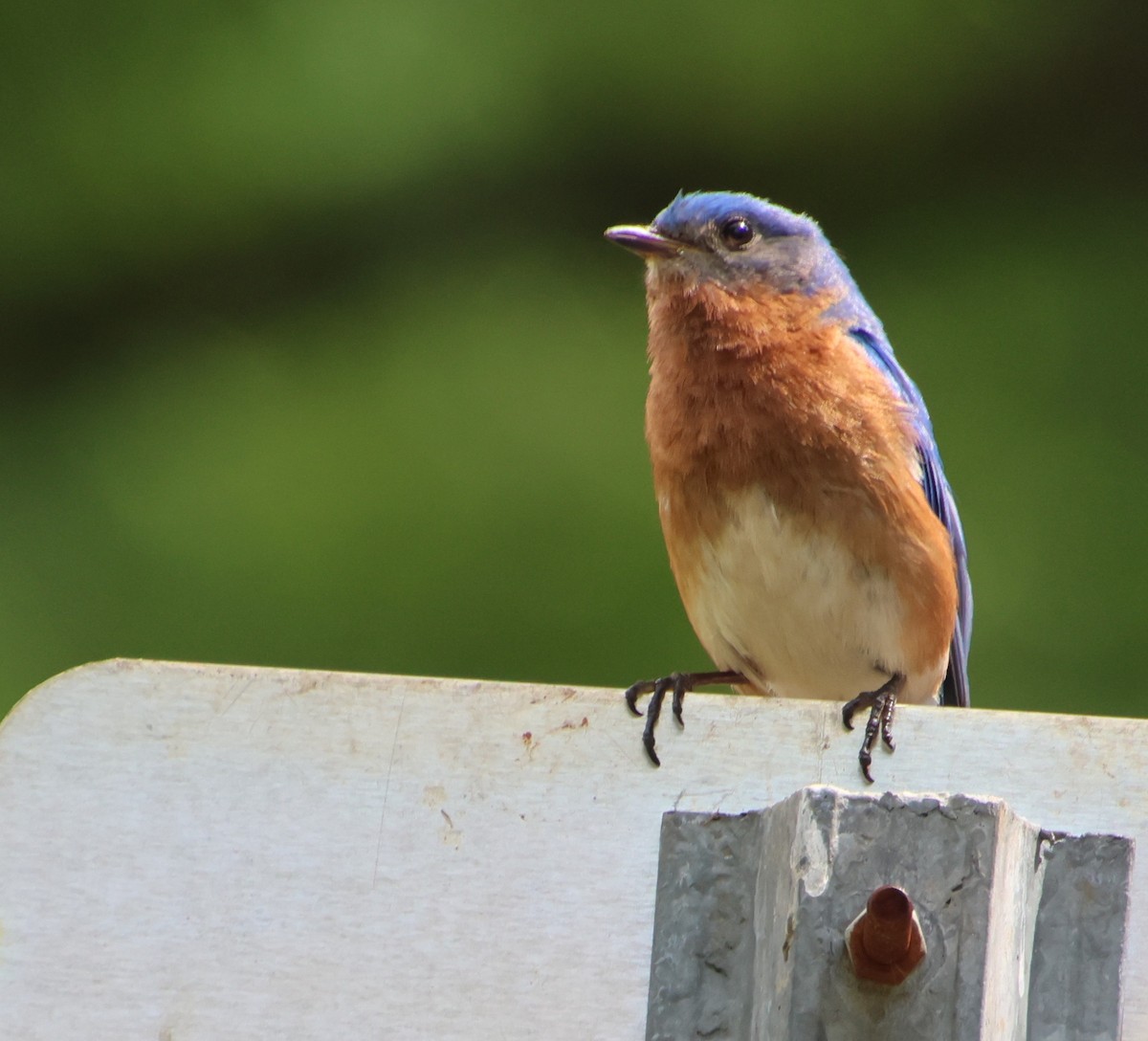 Eastern Bluebird - ML635725351