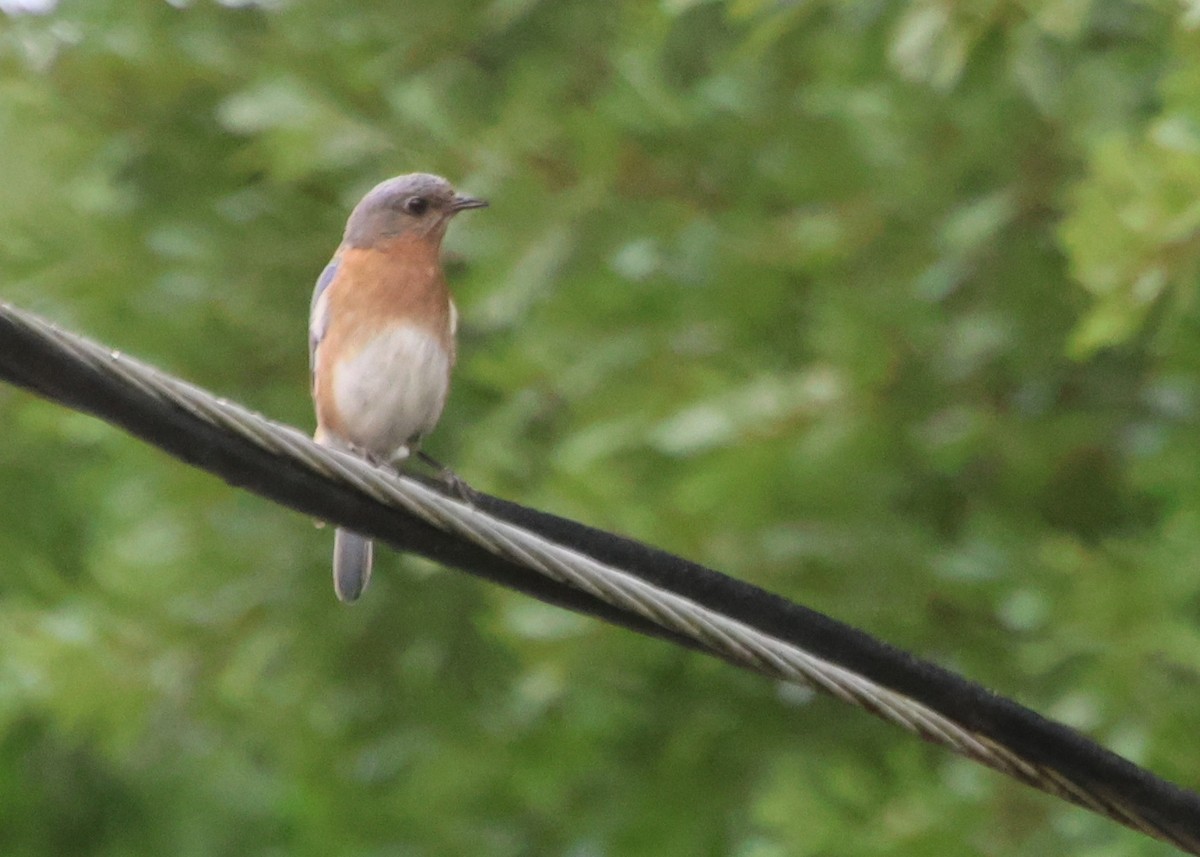 Eastern Bluebird - ML635725377
