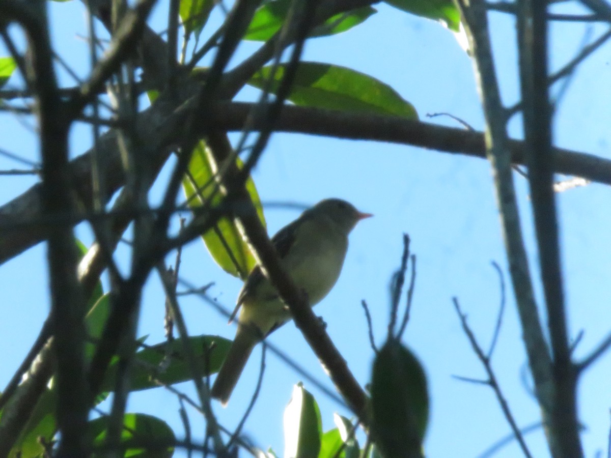 Tyranneau passegris - ML635725402